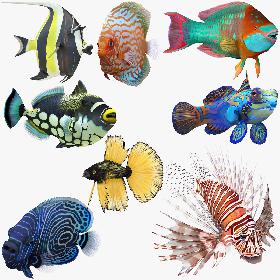 Coral Fishes Rigged Collection 2 for Cinema 4D model
